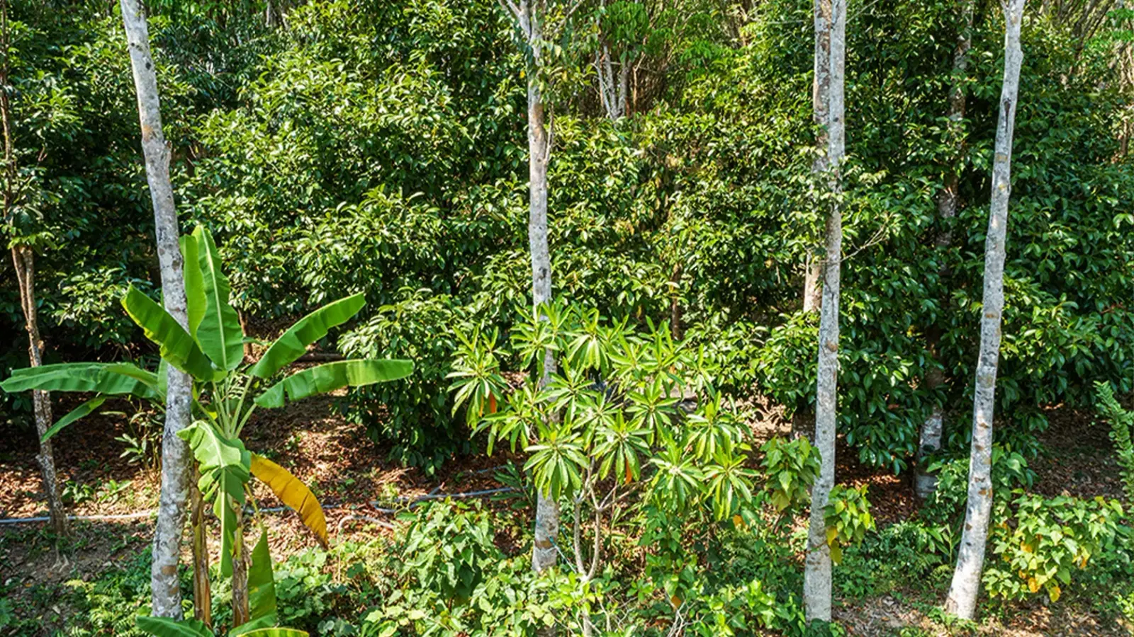 Close view of agarwood leaves in the canopy