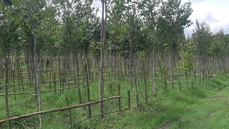 Established trees with slender trunks in neat rows