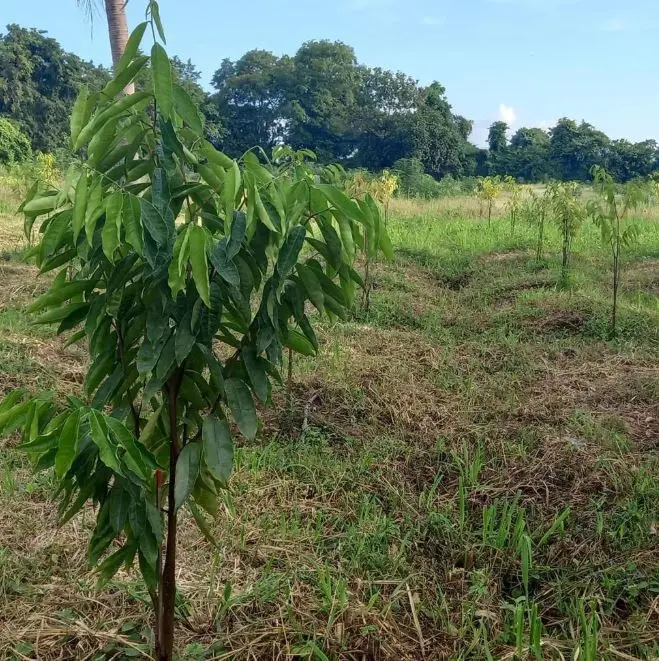 A healthy Aquilaria sapling among grasses