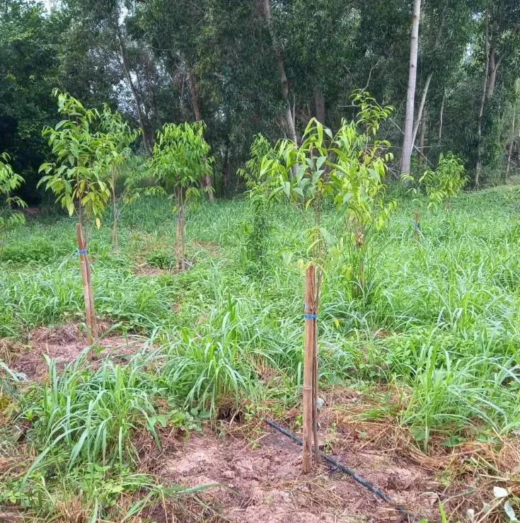 Young trees growing among mixed vegetation