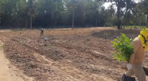 Prepared soil with young plants set out in rows
