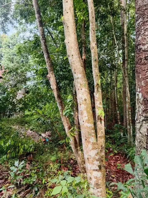 Tall, mature Aquilaria trunks