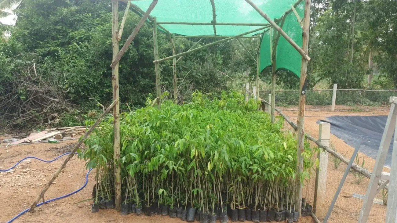 Seedlings growing under shade netting in the nursery