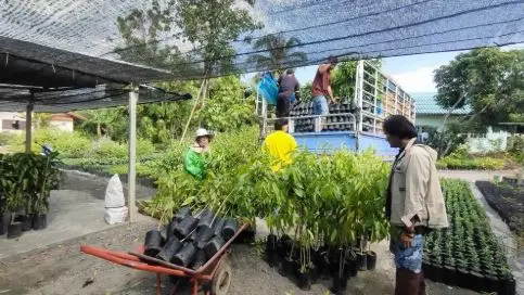 Nursery staff moving trays of seedlings