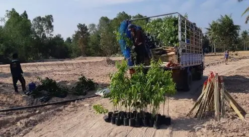 Saplings being unloaded from a truck on planting day