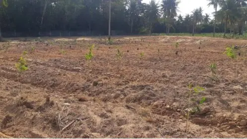 A field cleared and prepared for planting
