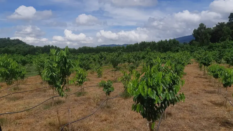 Young trees in rows under a wide sky