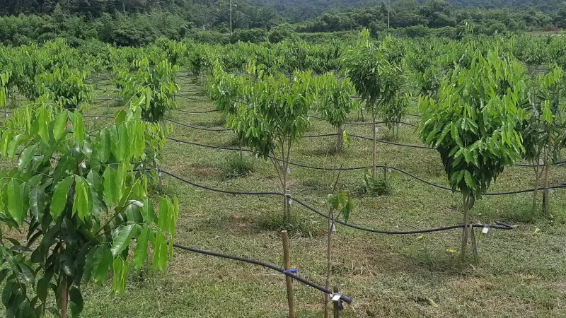Rows of young Aquilaria trees with a drip irrigation line