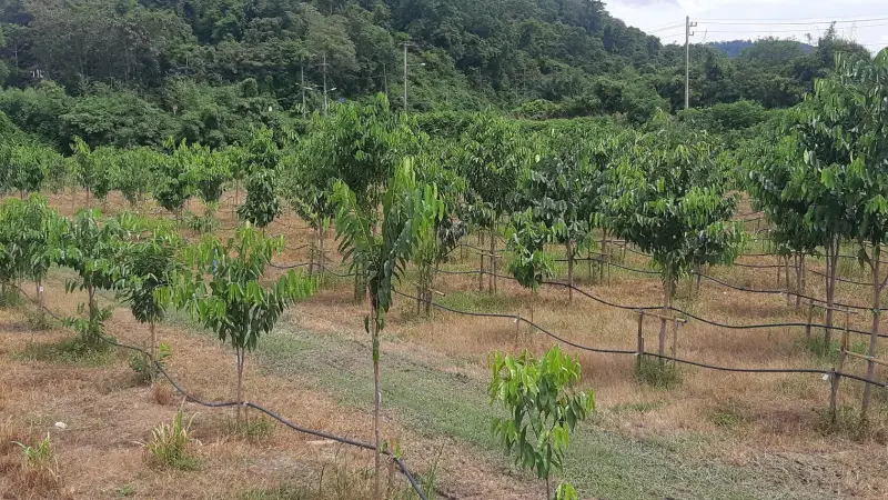 Rows of young trees planted across a gentle slope