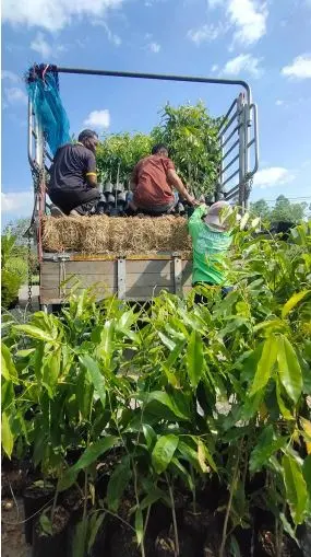 Trays of seedlings loaded on a truck for delivery