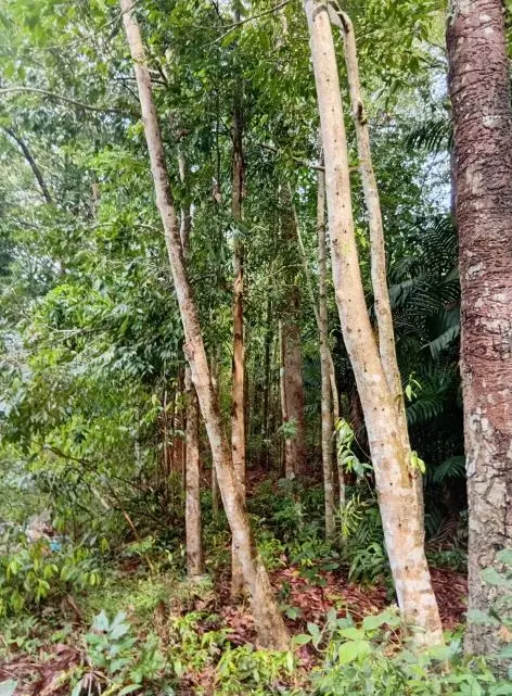 Tall trees rising above the understorey