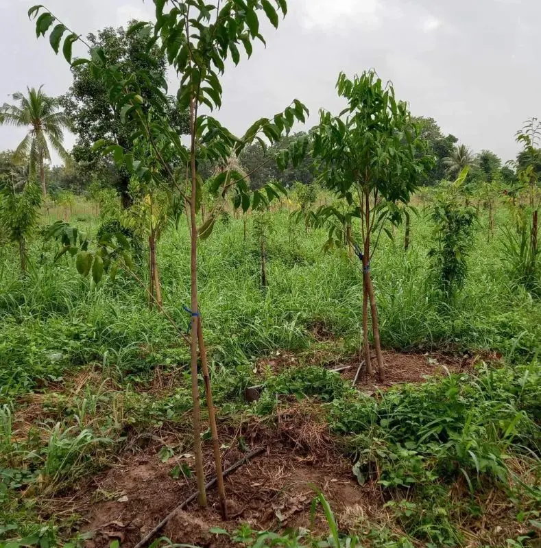 Young agarwood trees growing among grasses