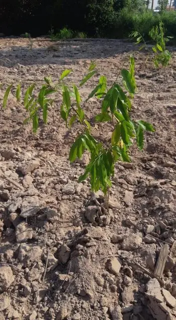 A young sapling planted in freshly turned soil